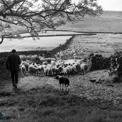 Shepherding, Sleddale
